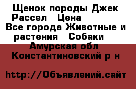 Щенок породы Джек Рассел › Цена ­ 50 000 - Все города Животные и растения » Собаки   . Амурская обл.,Константиновский р-н